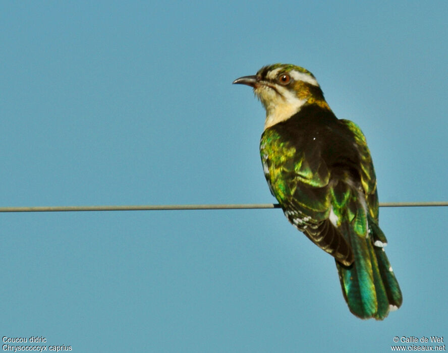 Diederik Cuckoo male adult