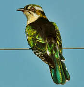 Diederik Cuckoo