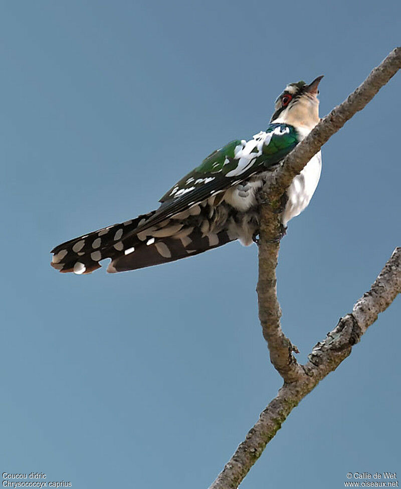 Diederik Cuckoo male adult