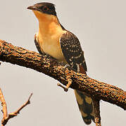 Great Spotted Cuckoo