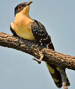 Great Spotted Cuckoo