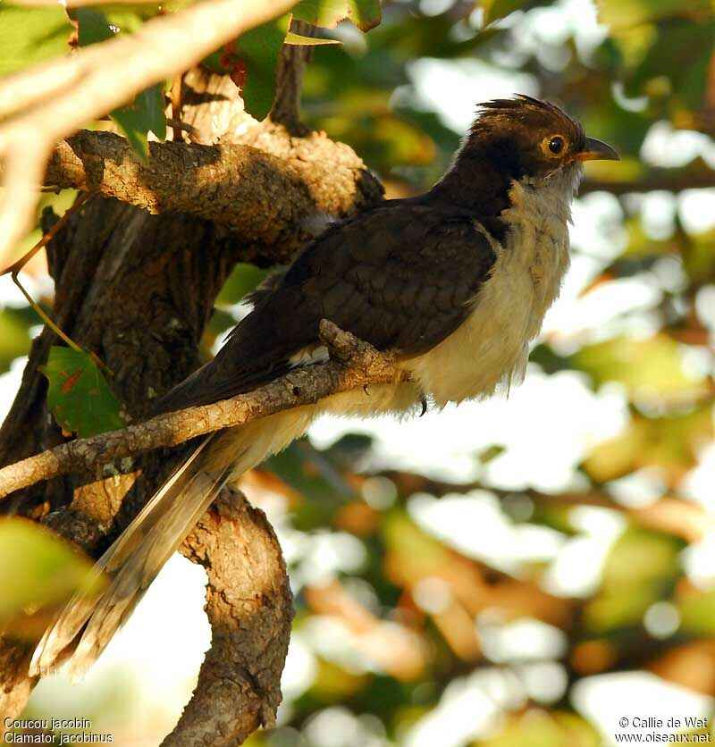 Jacobin Cuckoojuvenile