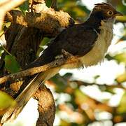 Jacobin Cuckoo