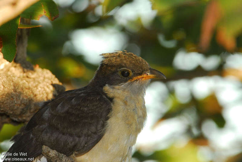 Jacobin Cuckoojuvenile, close-up portrait