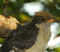 Jacobin Cuckoo