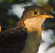 Jacobin Cuckoo