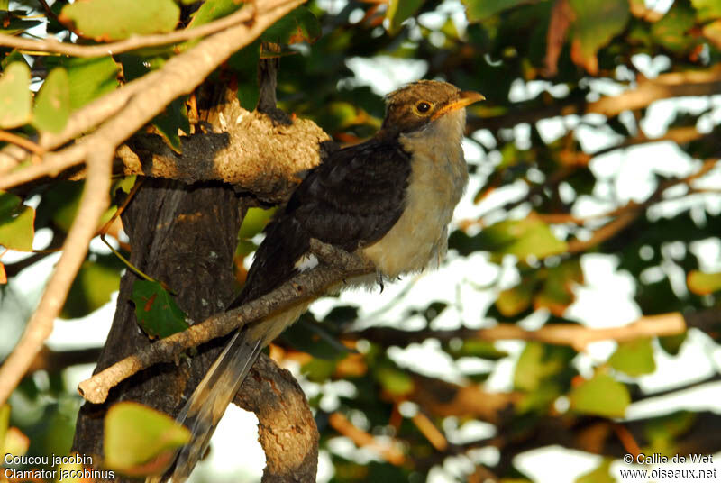 Jacobin Cuckoojuvenile