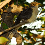 Jacobin Cuckoo