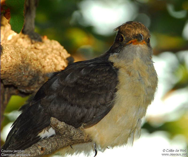 Jacobin Cuckoojuvenile