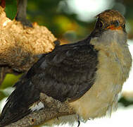 Jacobin Cuckoo