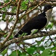 Jacobin Cuckoo