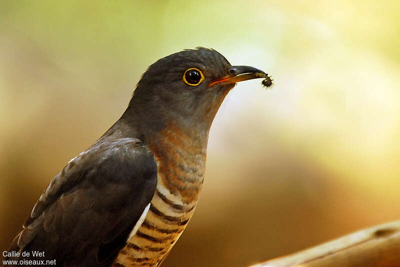 Red-chested Cuckoo female adult, close-up portrait, pigmentation, feeding habits