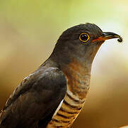 Red-chested Cuckoo