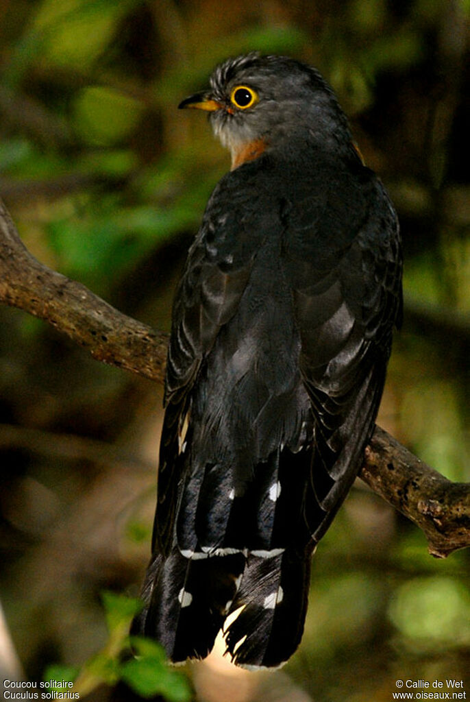 Red-chested Cuckooadult