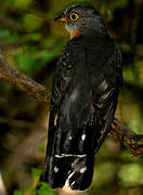 Red-chested Cuckoo