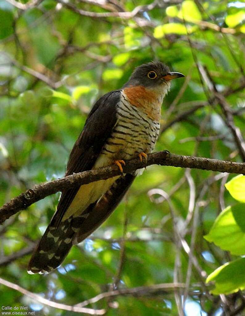 Red-chested Cuckooadult, close-up portrait