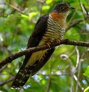 Red-chested Cuckoo