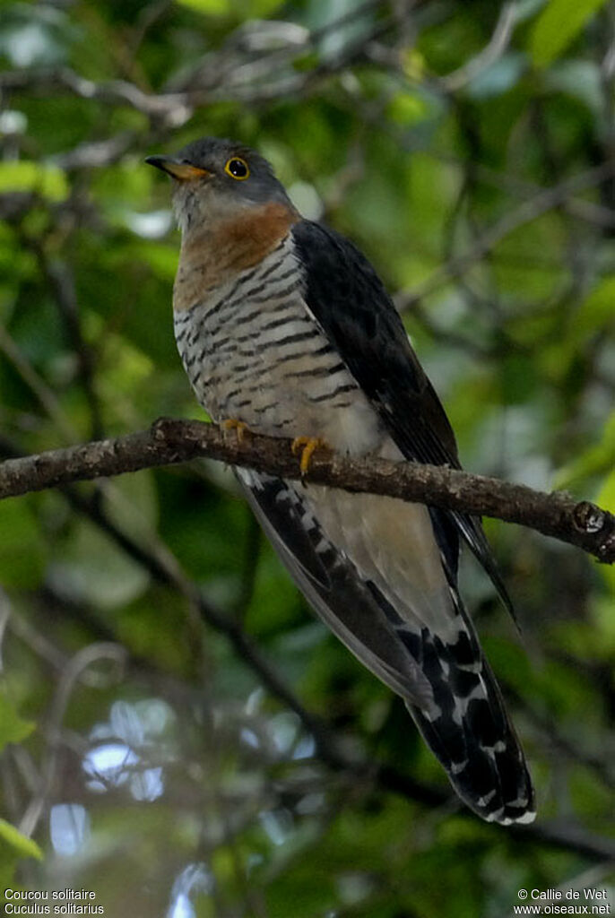 Red-chested Cuckooadult