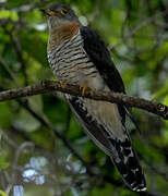 Red-chested Cuckoo