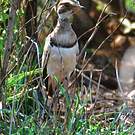 Courvite à ailes bronzées