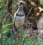 Bronze-winged Courser