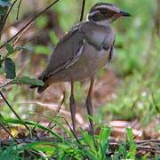 Bronze-winged Courser