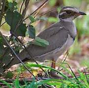 Bronze-winged Courser