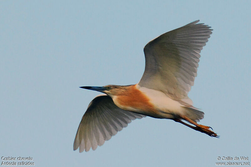 Squacco Heronadult breeding