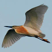 Squacco Heron