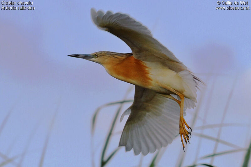 Squacco Heronadult breeding