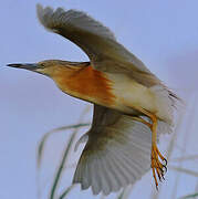 Squacco Heron