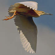 Squacco Heron