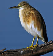 Squacco Heron