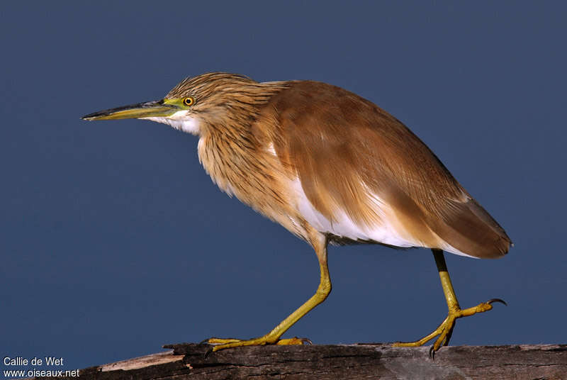 Squacco Heron, identification