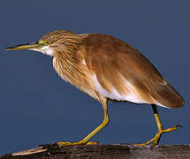 Squacco Heron