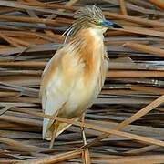 Squacco Heron