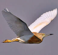 Squacco Heron