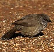 Arrow-marked Babbler