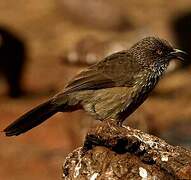 Arrow-marked Babbler