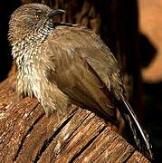 Arrow-marked Babbler