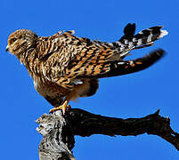 Greater Kestrel