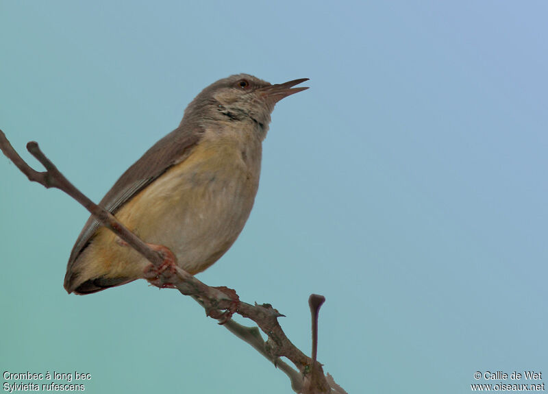 Long-billed Crombecadult