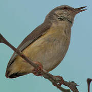 Long-billed Crombec