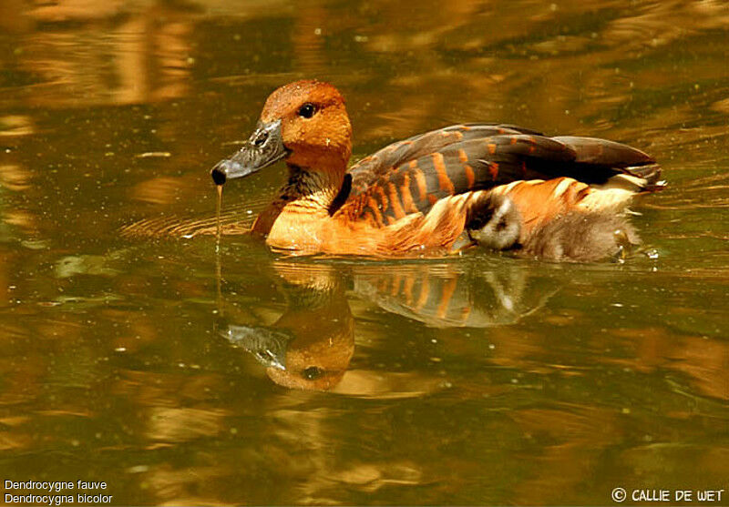 Dendrocygne fauve