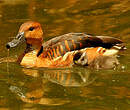 Dendrocygne fauve