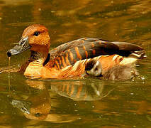 Fulvous Whistling Duck