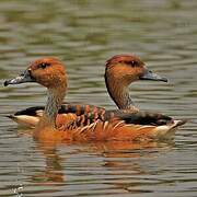 Fulvous Whistling Duck