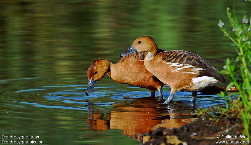 Dendrocygne fauveadulte