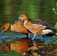 Fulvous Whistling Duck