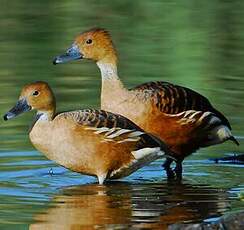 Dendrocygne fauve